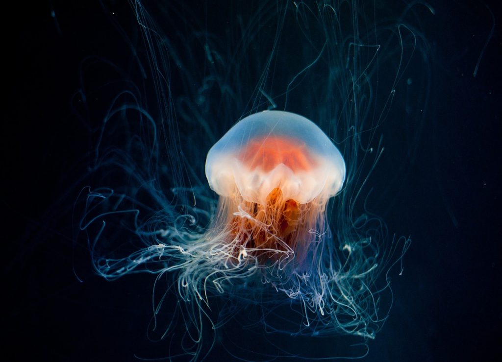 Jellyfish-Bot per ripulire gli Oceani