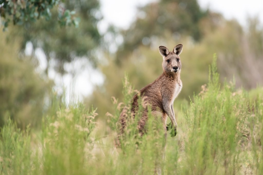 Linea di Wallace, il cambiamento delle creature tra Australia e Asia