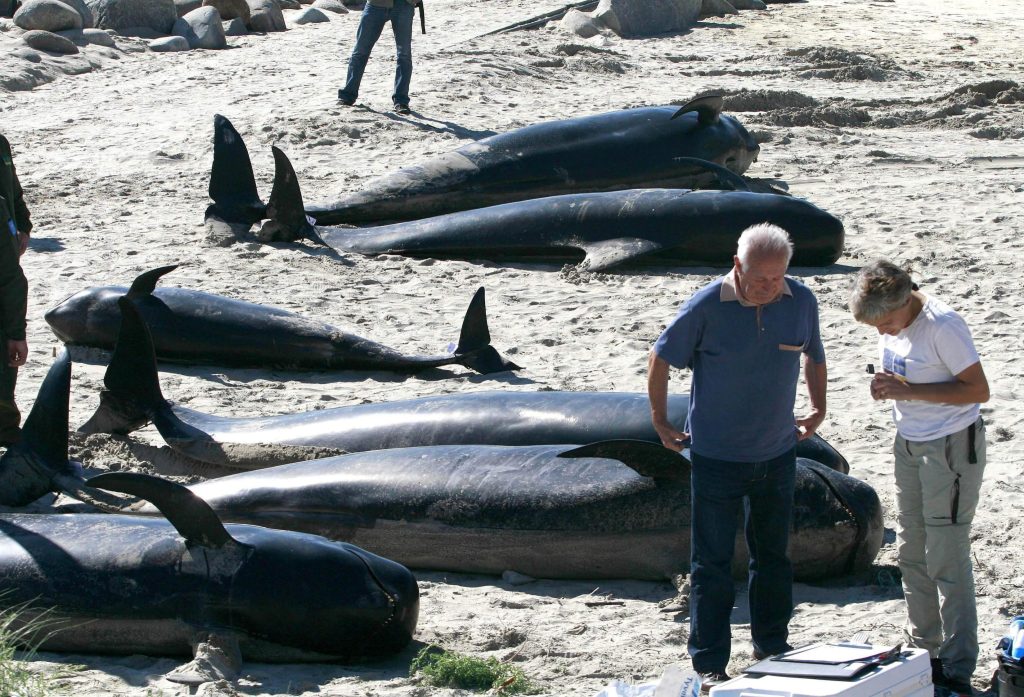 55 cetacei spiaggiati in Scozia