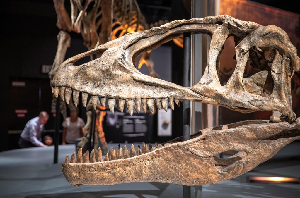 Scoperto fossile narrante attacco di mammifero a dinosauro