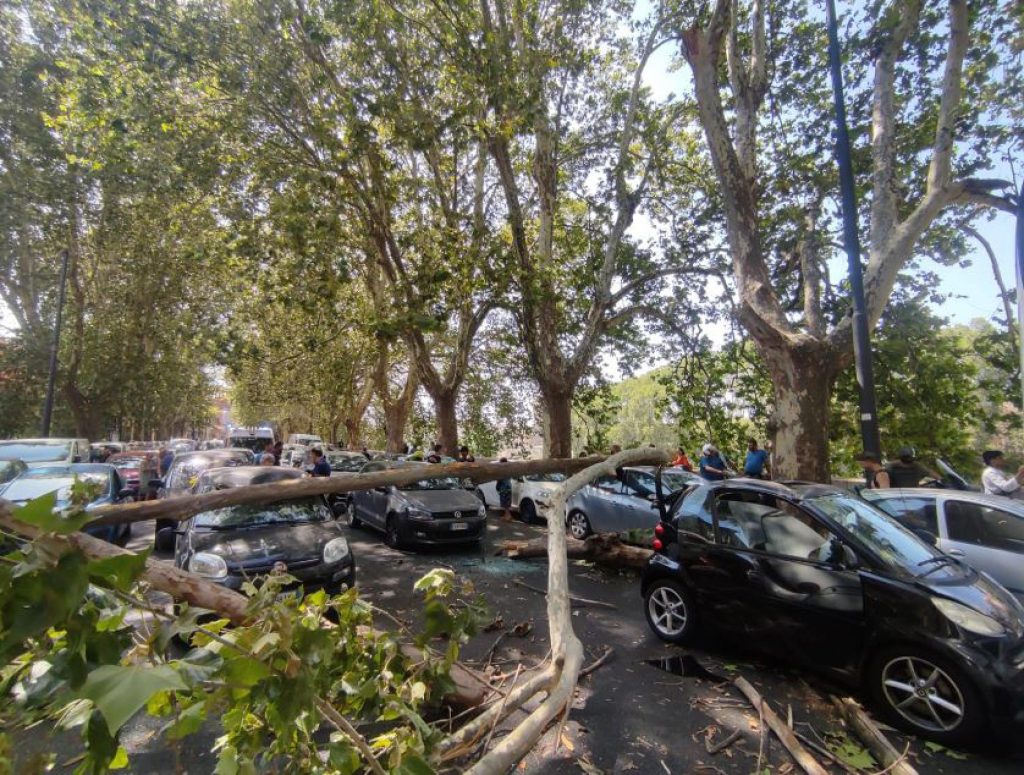 Albero crolla sul Lungotevere, due feriti