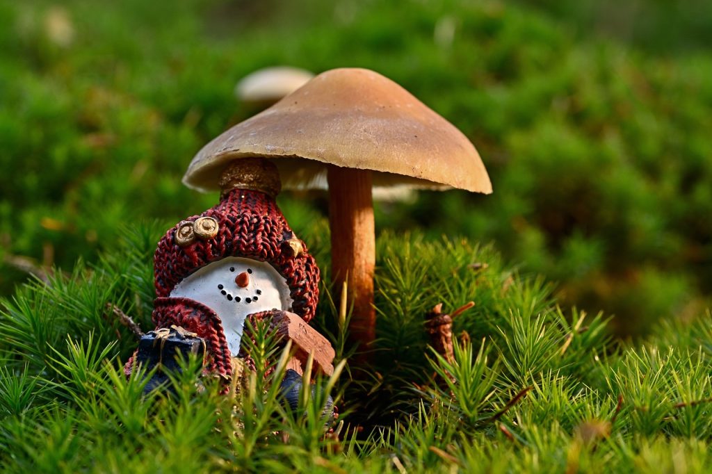 Una casa fatta di… Funghi