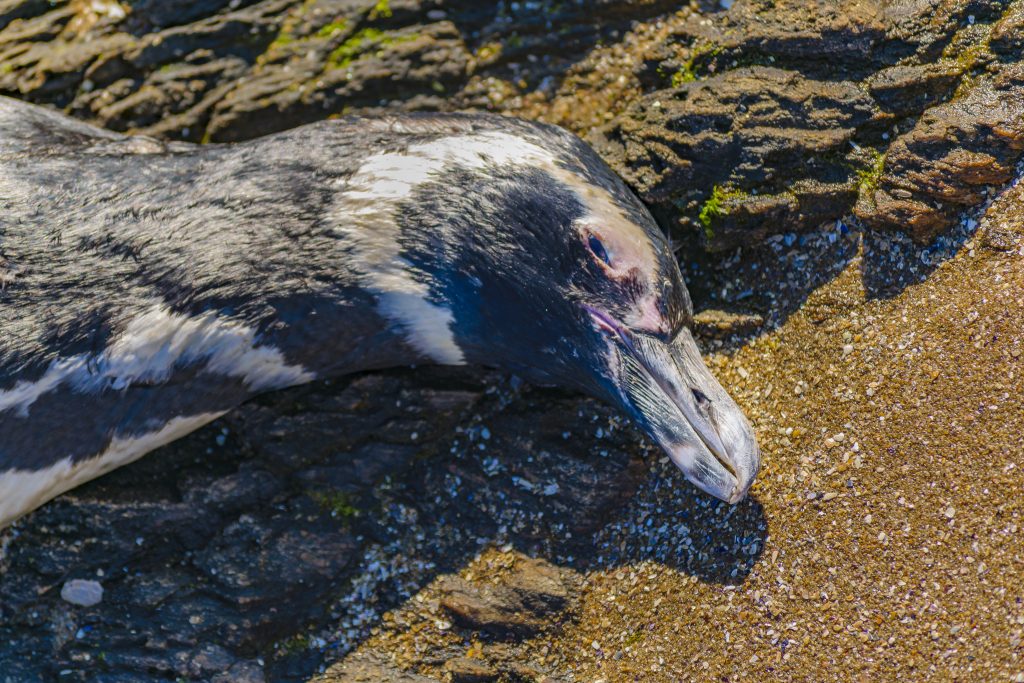 Oltre 5.000 pinguini morti sulle spiagge dell’Uruguay