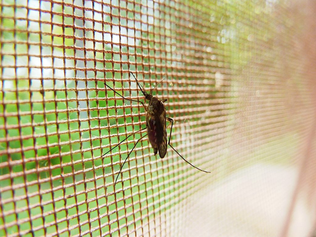 Due casi di dengue nel Lazio