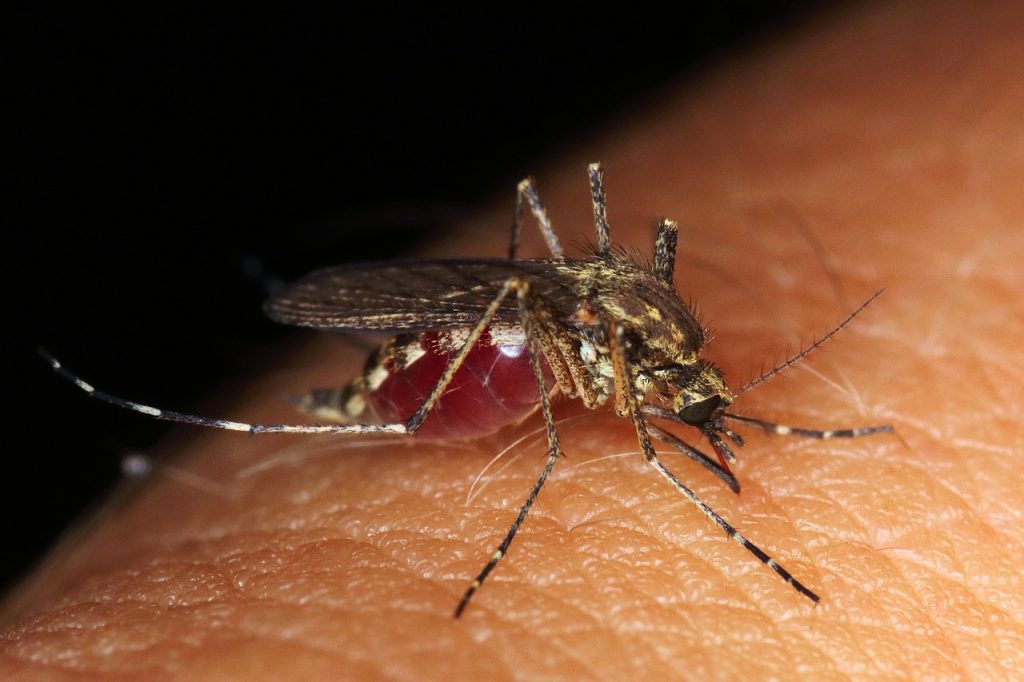 Oristano, zanzare con virus Usutu