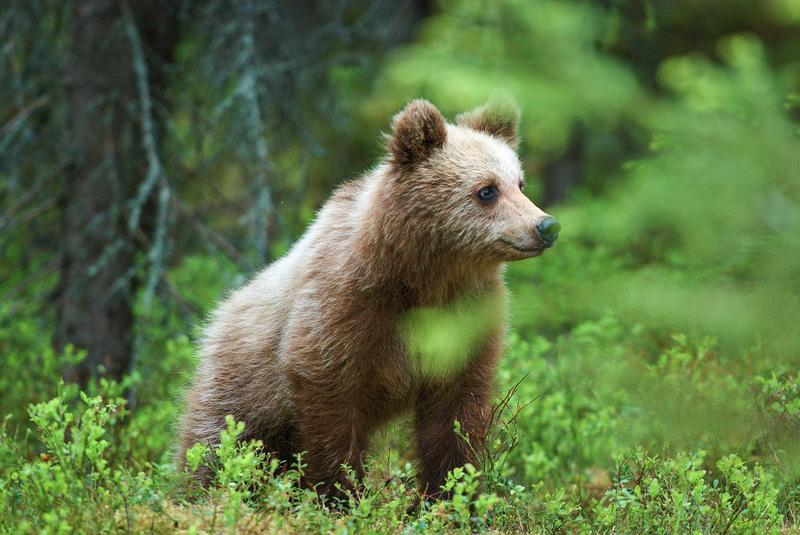 California, un orso si rinfresca in una jacuzzi