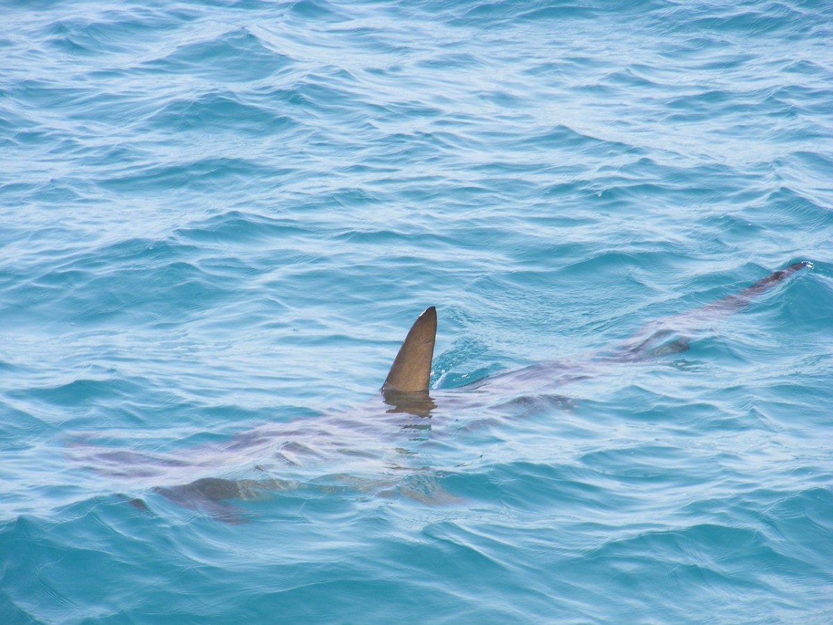 Ragazzo italiano attaccato da uno squalo in Australia