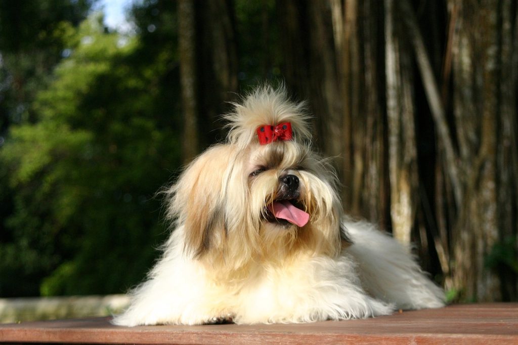 Arrestato per aver venduto casa ad un cane