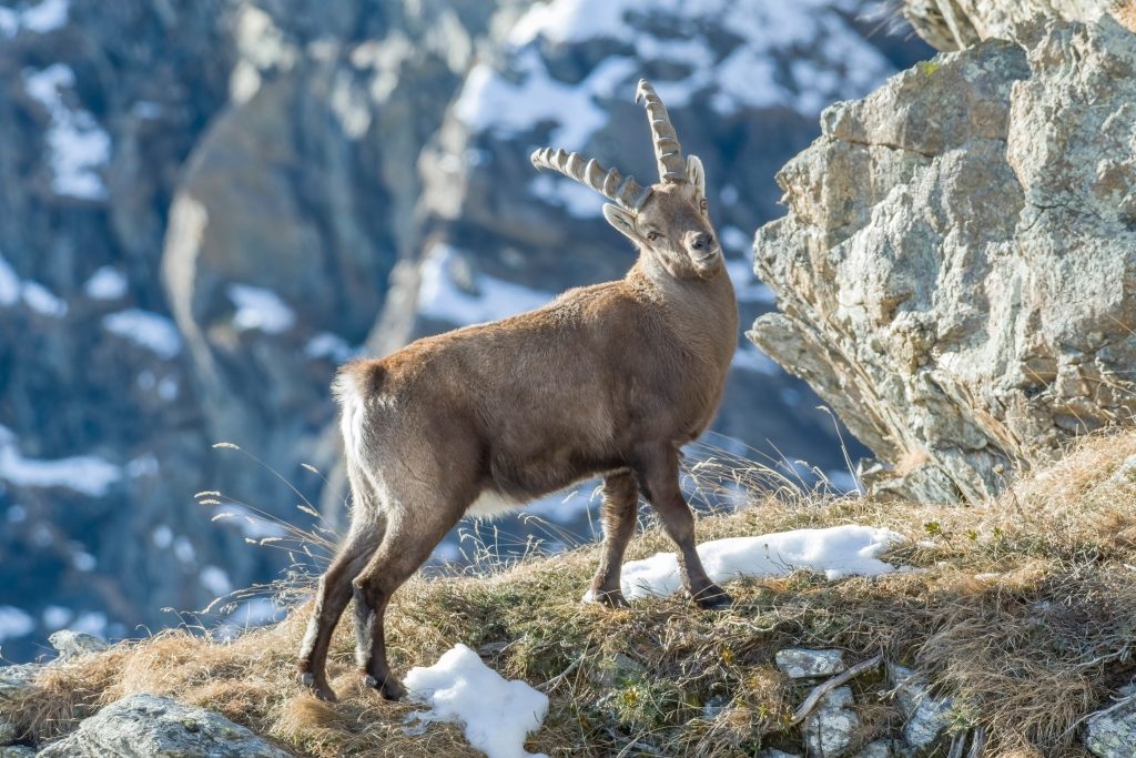 L’Intelligenza artificiale nel Parco Nazionale Gran Paradiso