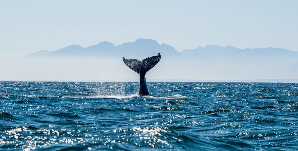 La balena più grande mai scoperta