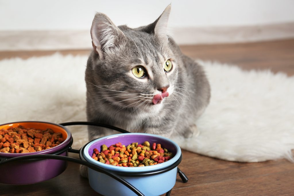 NY, apre ristorante ispirato al cibo per gatti