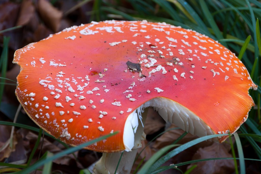 Pranzo con funghi velenosi in Australia, tre morti