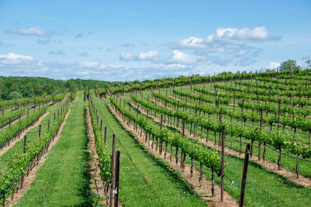 La Francia è costretta a distruggere 9.500 ettari di vigneti