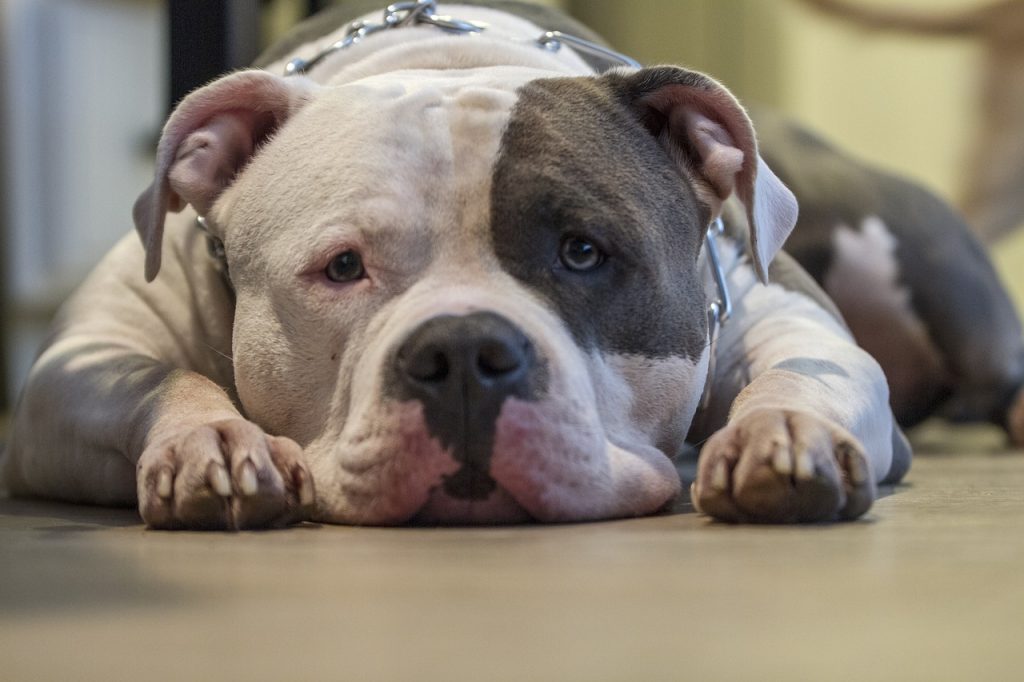 Londra vuole vietare il possesso di pitbull