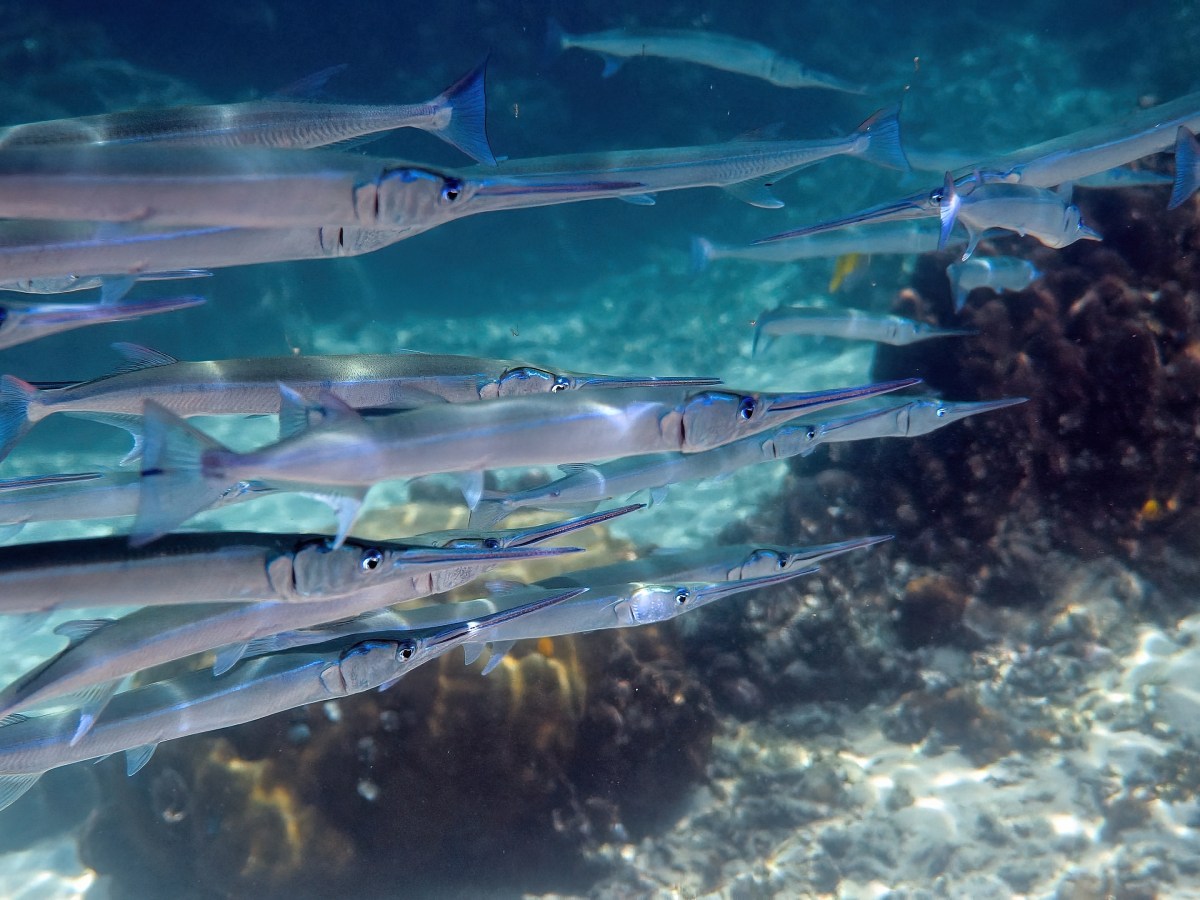 Pesce tropicale aguglia pescato nel Mar Bianco