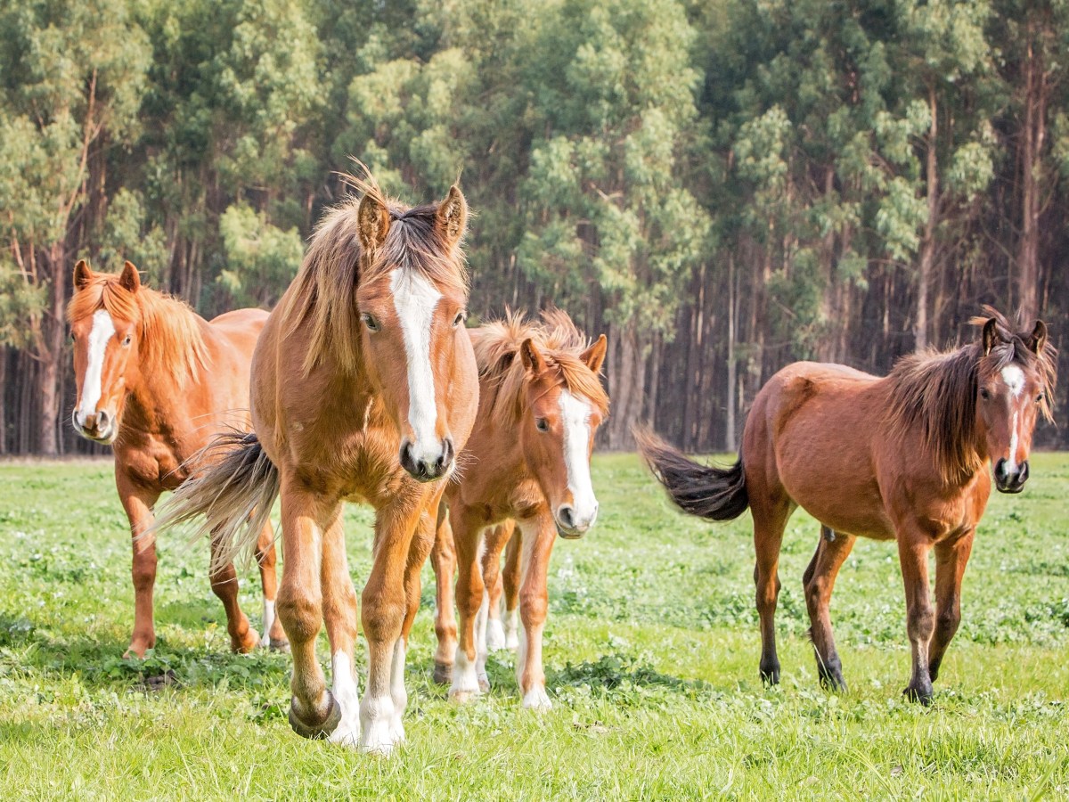 Australia, eccesso di cavalli selvatici: elicotteri spareranno agli animali