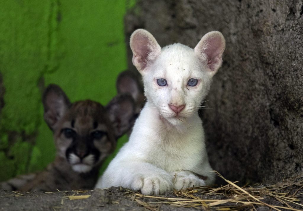 Cucciolo di puma albino star dello zoo in Nicaragua