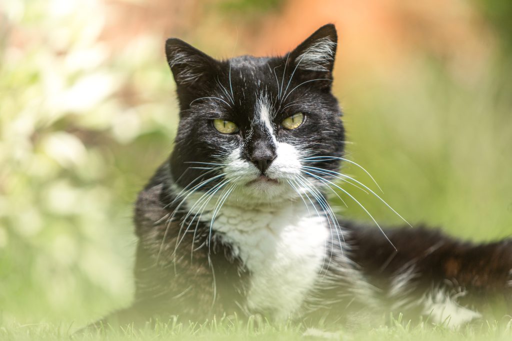 gatto