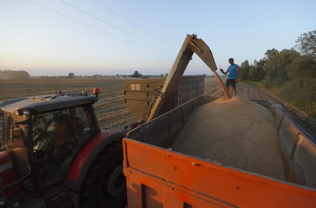 Polonia: “no a revoca divieto sull’import di grano ucraino” grano