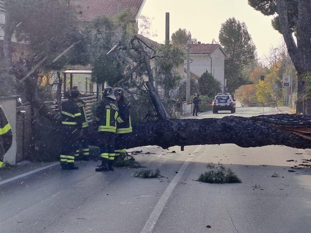 27enne rimane invalido per ramo caduto in testa: Pm chiude il caso ramo caduto