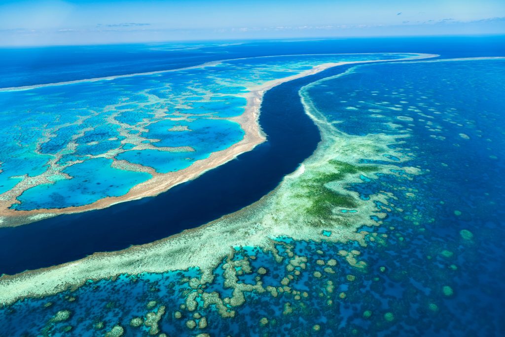 Reef-lettiamo sulla salute dei coralli barriera corallina Australia