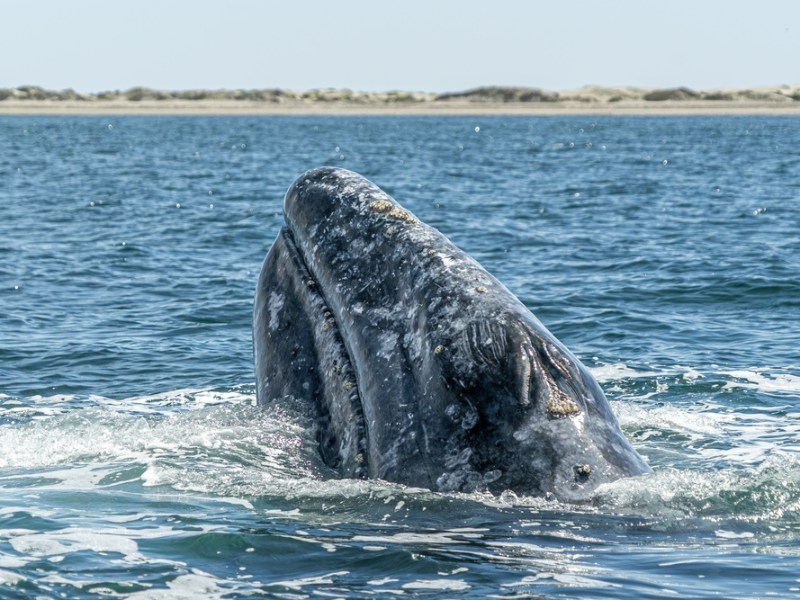 Il viaggio della balena grigia