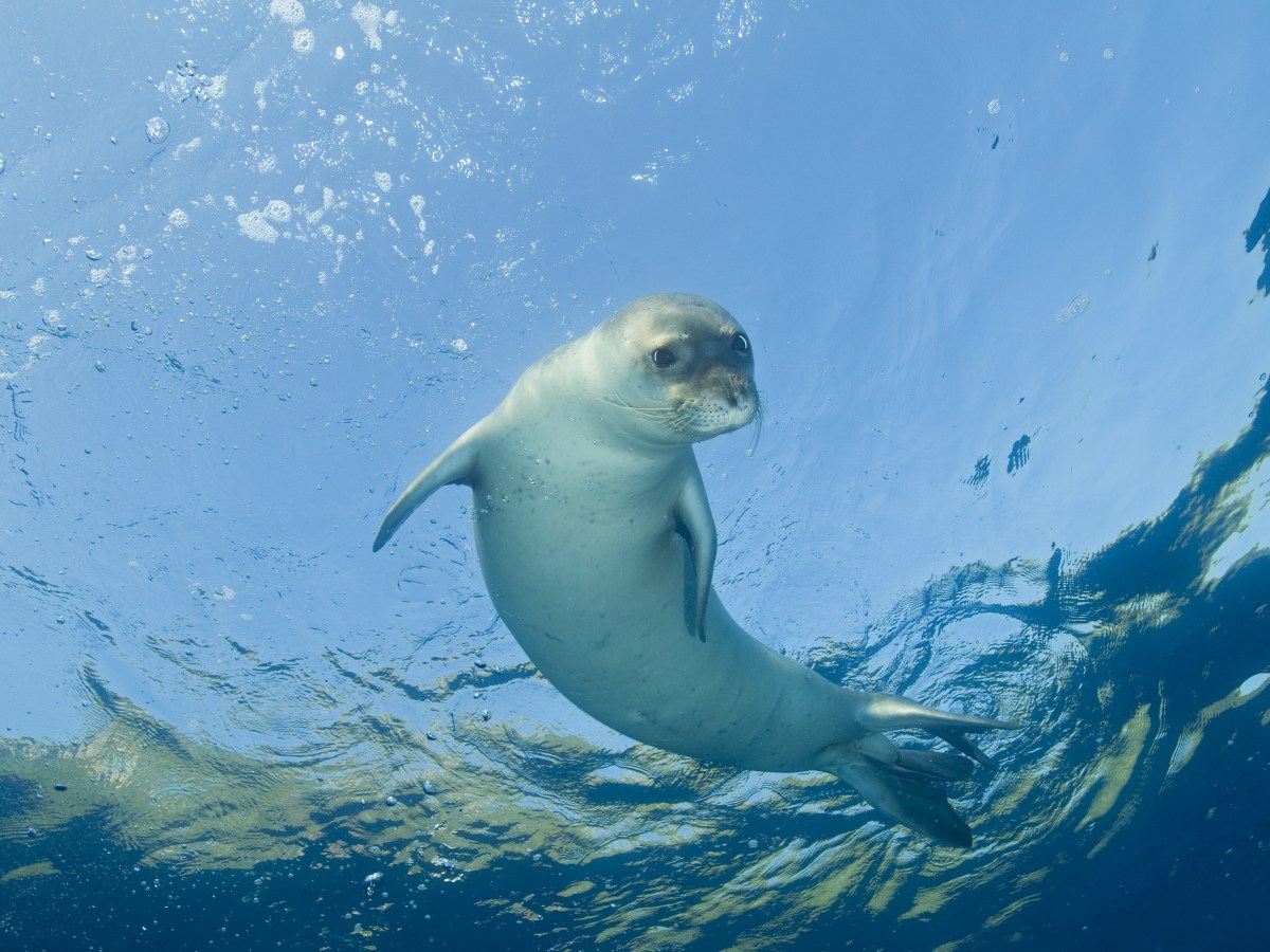 SOS foca monaca