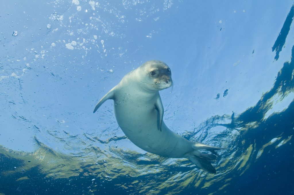 SOS foca monaca