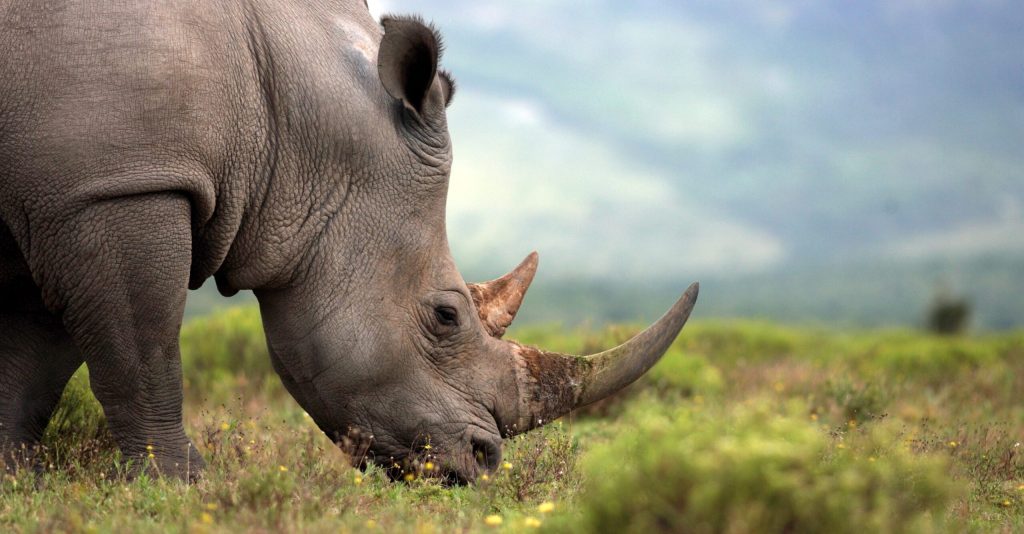 Mamma Africa