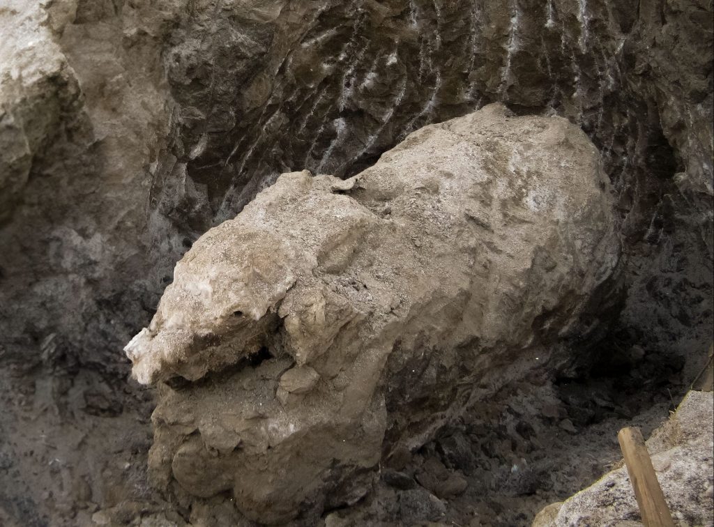 Il futuro tracciato nei fossili del passato