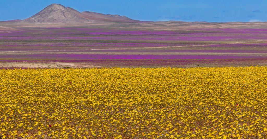 Nel deserto nascon i fior