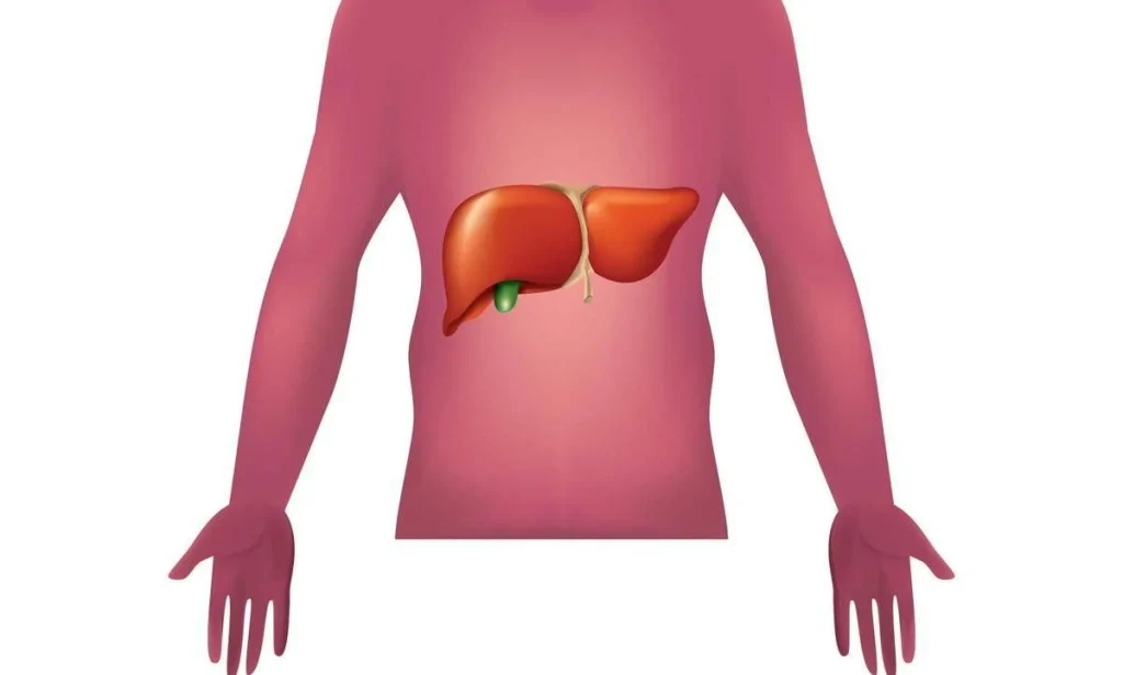 Malattie autoimmuni del fegato, nuova strategia con nanovettori in studio italiano