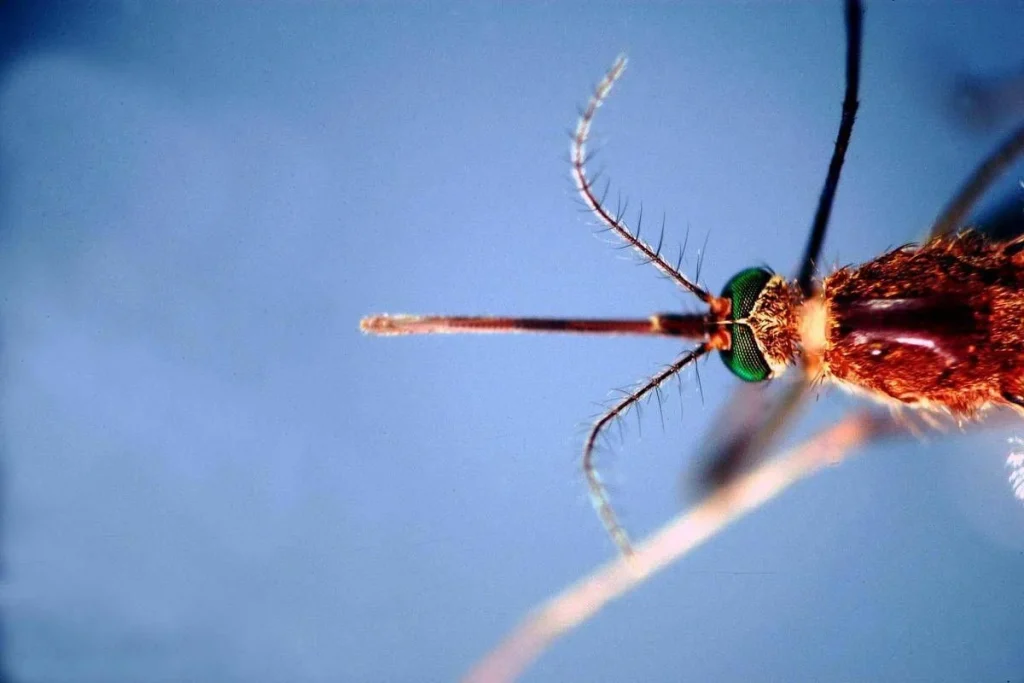 West Nile, prima vittima in Liguria: 86enne muore a Genova. Bassetti: “Massima attenzione”